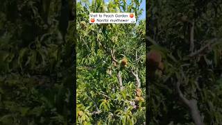 Peach Garden 🍑 Mukthewer #fruit #farming #nature