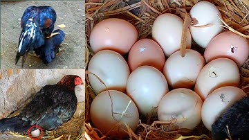 Then I made a new nest and put 13 eggs in it