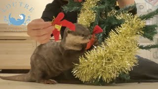 Otters Decorate (?!) a Christmas Tree!