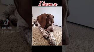 have a German Shorthaired Pointer GSP puppy... #shorts #ytshorts #dog #puppy #viral