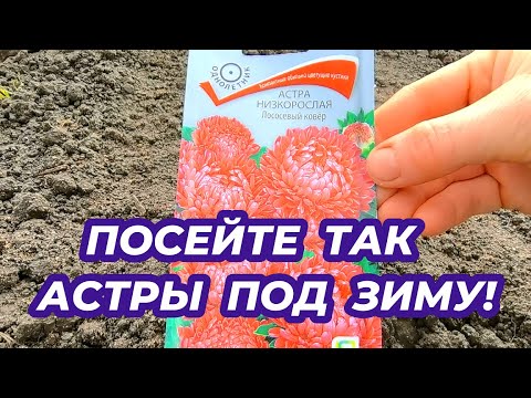 ПОСЕЙТЕ ТАК АСТРЫ ПОД ЗИМУ! Получите здоровые крепкие всходы астры весной!