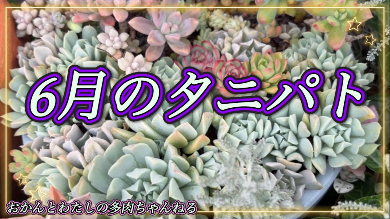 139 （多肉植物）蒸してきました。ジュれる前に記録#succulents #多肉