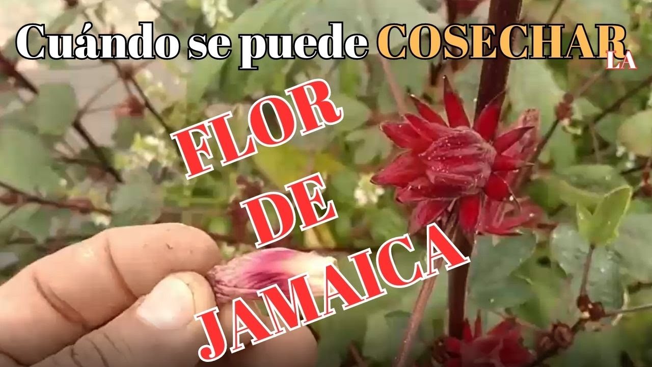 Cuando se puede cosechar la Flor de Jamaica.