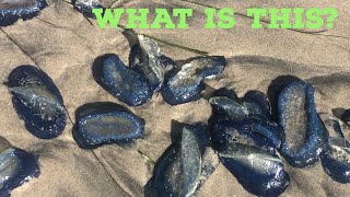 BIZARRE Blue Sea Creature on the Beach by French Canadian in US 126 views 1 month ago 5 minutes, 22 seconds