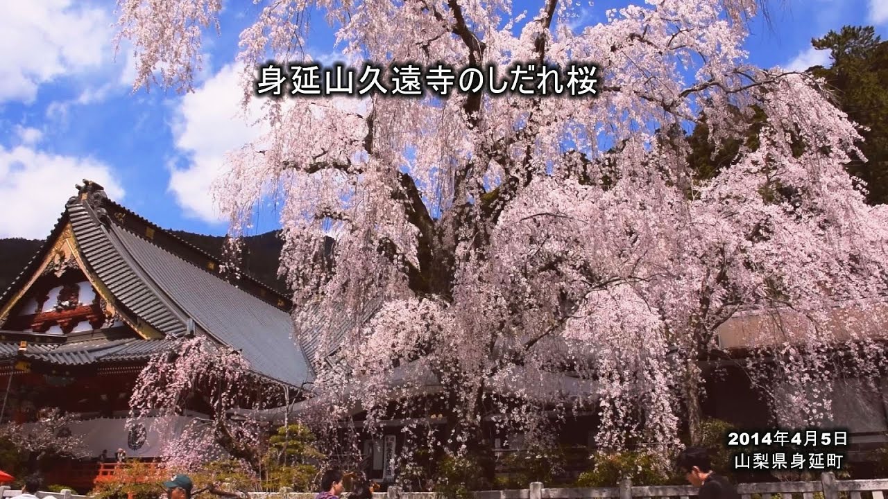 身延山久遠寺のしだれ桜見ごろ Youtube