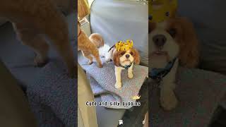 Doggy Bus 🐾 Cuteness Alert!🐕#dog#dogdaycare#happydog#fyp#doglove #usa #fyp #foryou