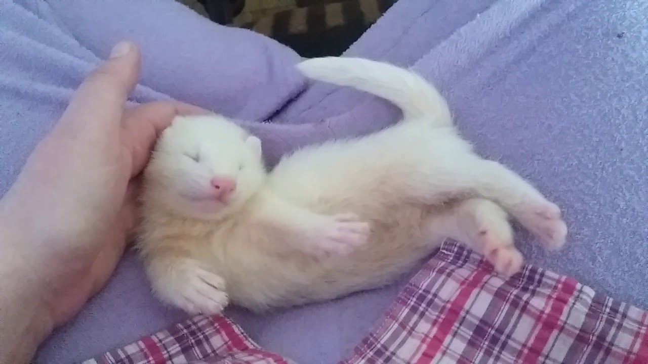 6 month old ferret