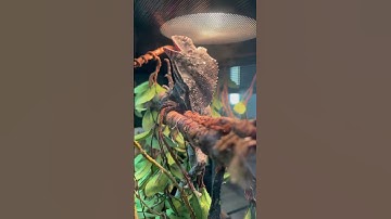 Watch This Frilled Dragon Show Off His Frill!