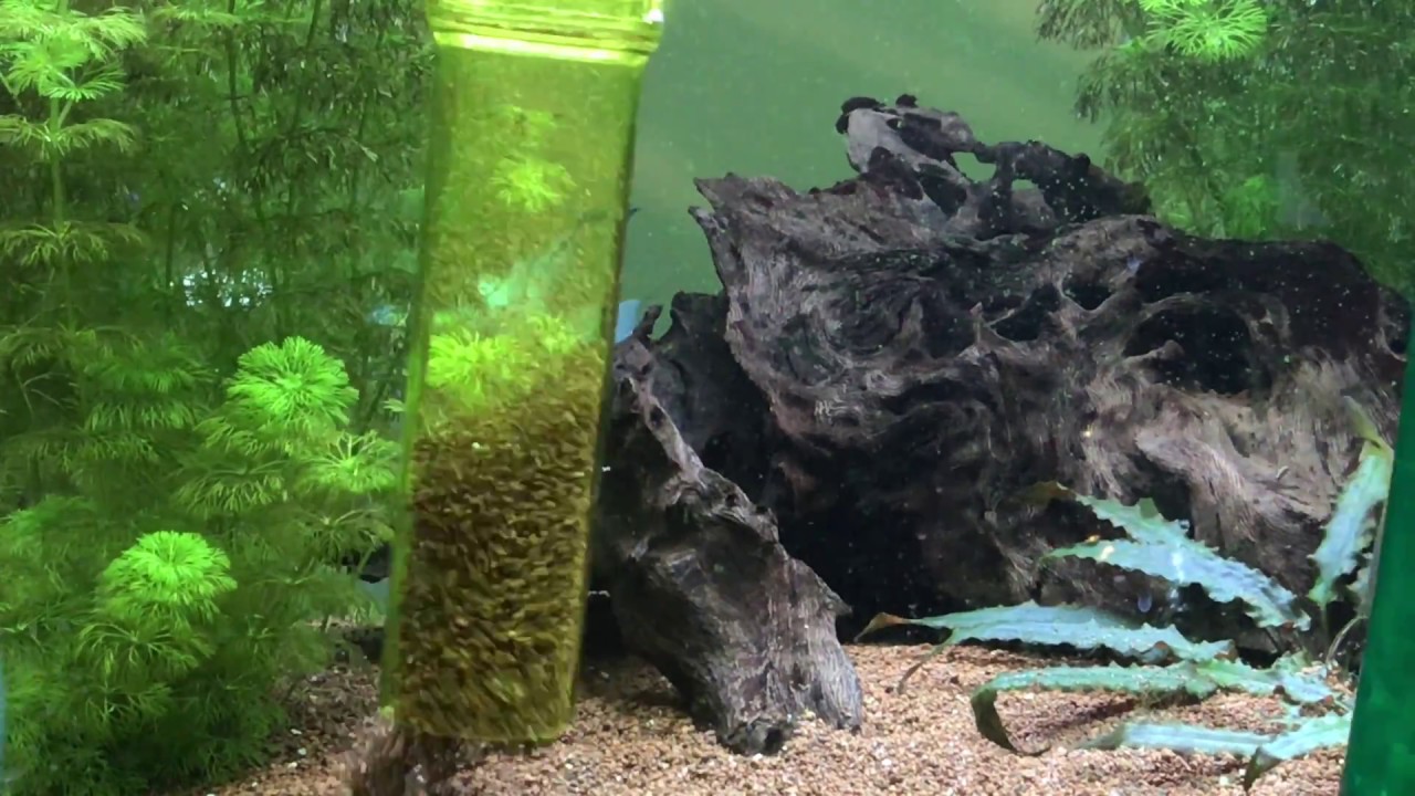 Tetra GC 30/40/50 Review