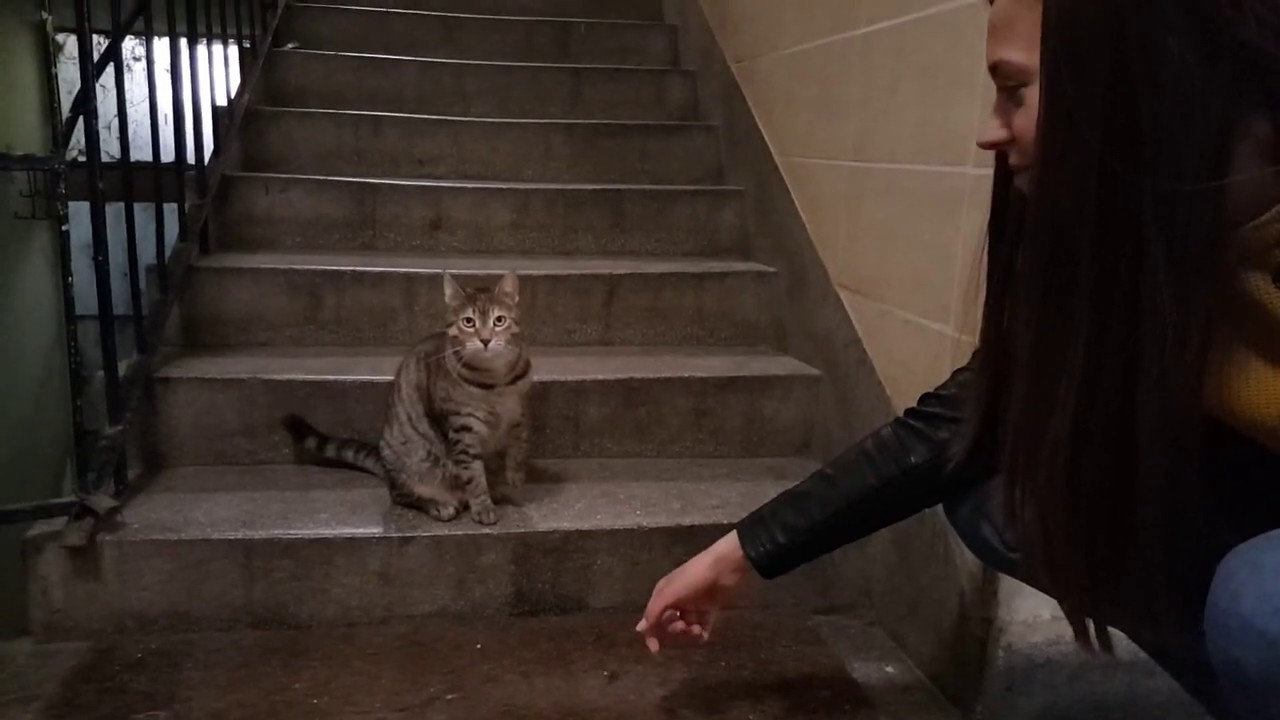 Cat guarding the building hallway YouTube