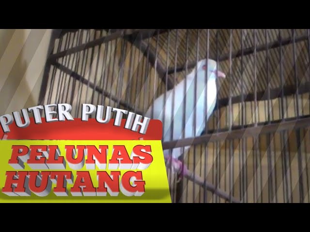 Ini dia !! Burung puter putih pelunas hutang by Palamas channel