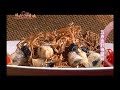 【現代心素派DVD】香積料理 - 椒香猴頭菇＆五香金針椒鹽菇 - 吳貞惠