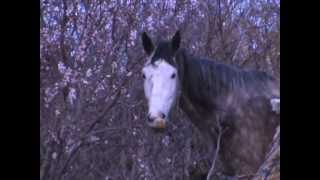 Лошадь в одеяле объедает миндальное дерево