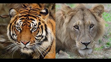 This Wildlife Does Not Exist | StyleGAN2-ADA generates Lions, Tigers & Co.