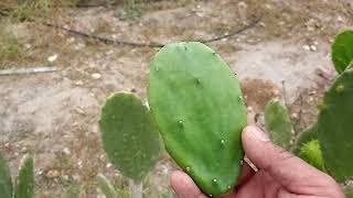 cómo identificar un nopal apto para comer tierno o masizo