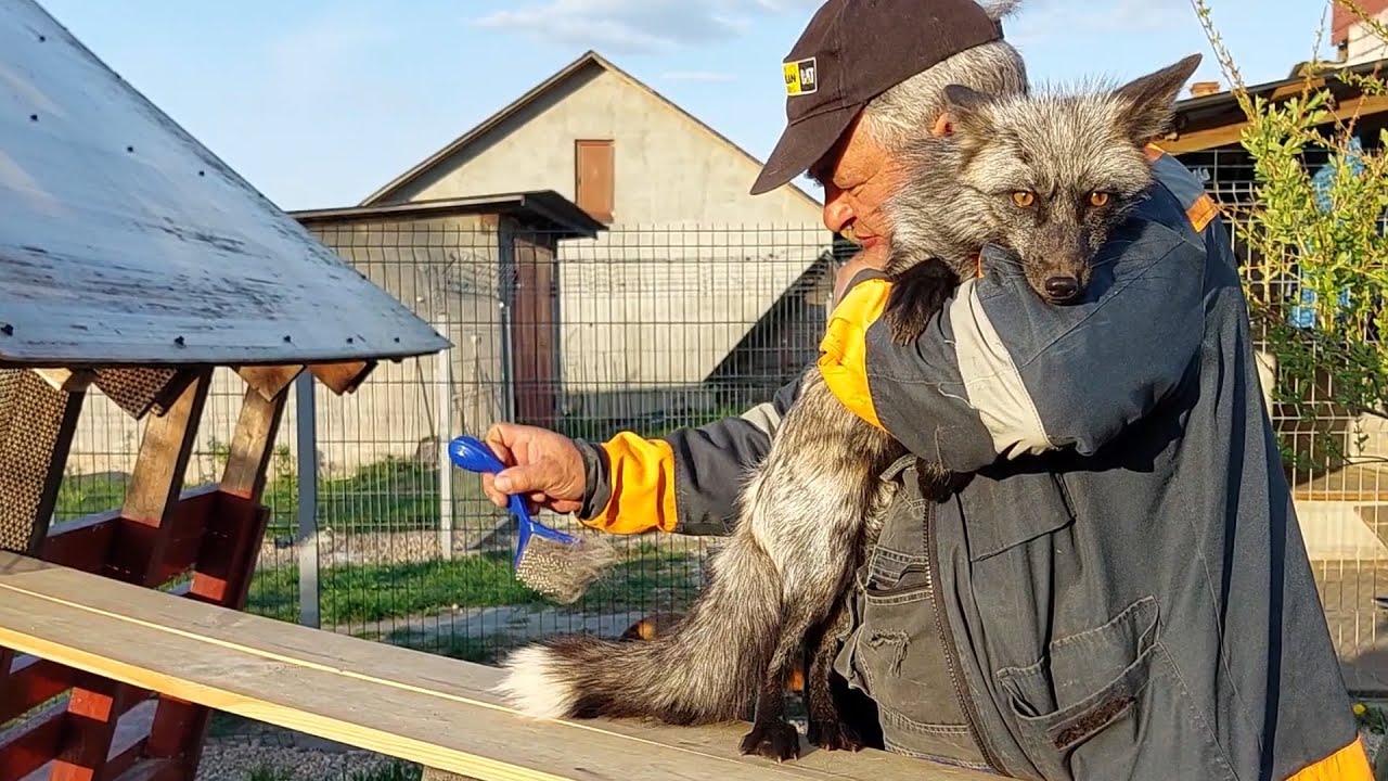 Вычёсываем лисицын хвост - YouTube