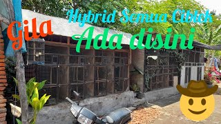 Gila Hybrid Segala Ciblek Ada Disini