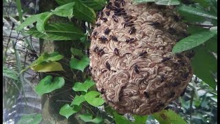 CARA MUDAH ATASI TAWON NDAS ,anda bisa langsung praktekkan setelah lihat vidio ini