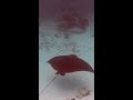 Unbelievable Eagle Ray Encounter! #marinelife #shorts #diving