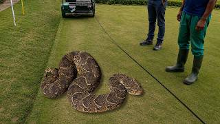 Men Find Deadly Snake