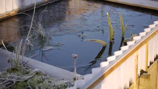 Turtle under ice 2014