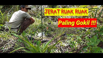 jerat ruak ruak DOUBLE strike