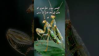 😱 Pyar ke baad maut! Praying Mantis ka khofnaak sach #facts #viral #birdskeleton #shorts