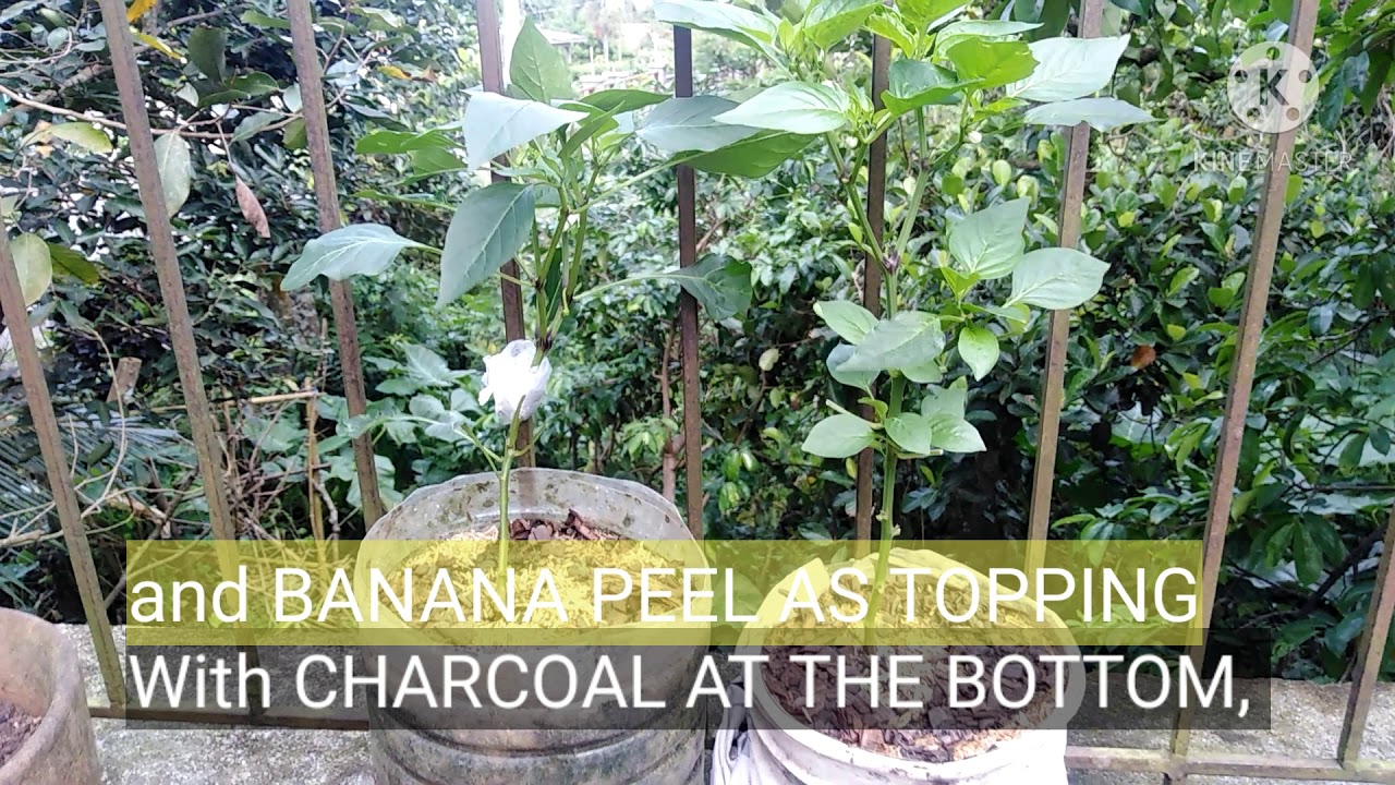 CHILI PLANTED IN PLASTIC BOTTLE WITH CHARCOAL. BEST SOIL MIX UPDATE.