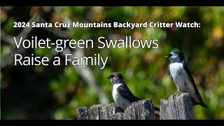 Violet Green Swallows Raise a Family
