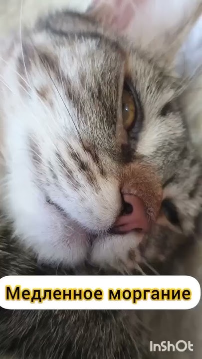 Веселые котики - YouTube