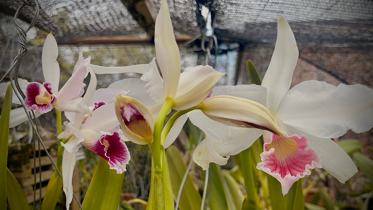 Прекрасные цветы прощаются с ноябрем! #исследуйте