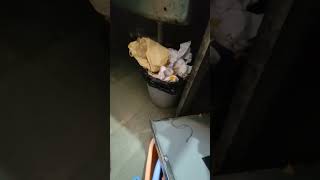 Lg dish washer repair