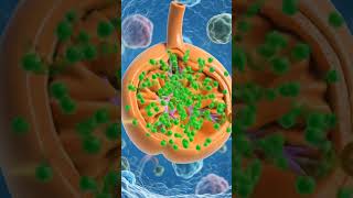 How mitochondria produces energy #biology #science