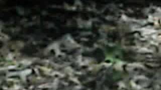 MPEG0043.ASF