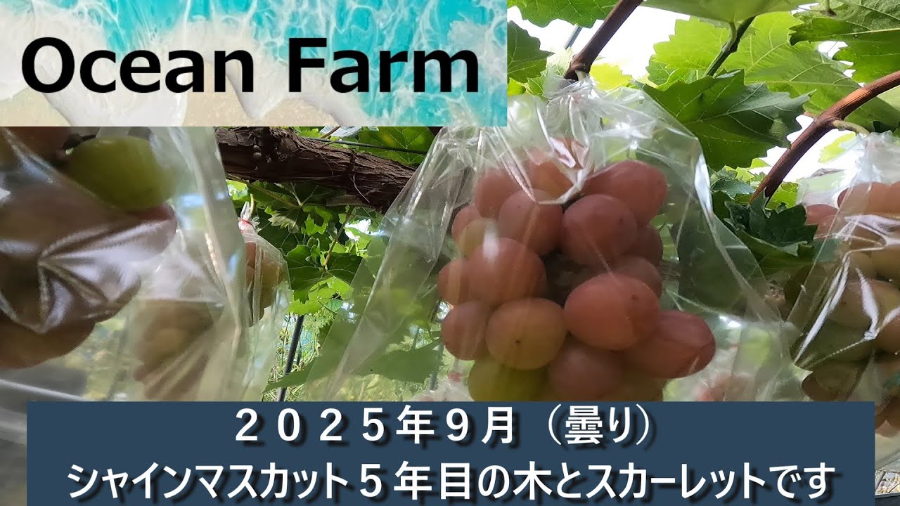 Shine Muscat 5th year tree and Scarlet confirmed - YouTube