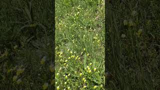 Wildflowers In A Clearing / Полевые Цветы На Поляне