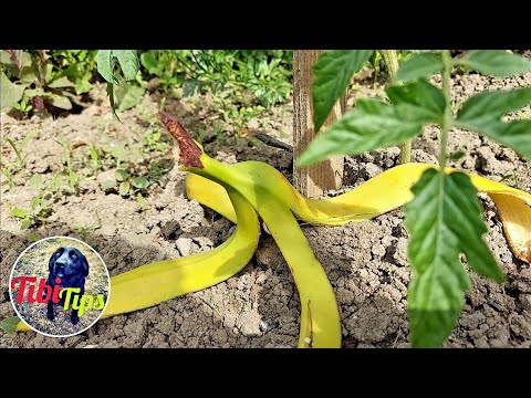 Video: Îngrășământ pentru plante de interior dintr-o coajă de banană: argumente pro și contra. coaja de banană ca îngrășământ