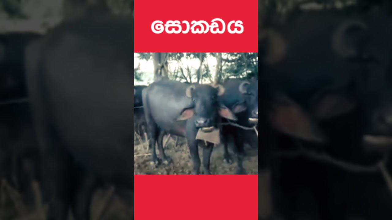 සොකඩය: Wooden Cow Bell | Old Sri Lanka 🐄🔔