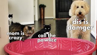 POOL CHALLENGE | DOG vs CATS: Who Will Walk Through Water?