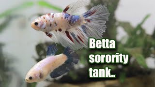 BETTA Fish in Community / Sorority tank