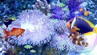 Aquarium Ambience for Relaxing, Journaling, Studying & more by She Set Apart 125 views 3 months ago 1 hour