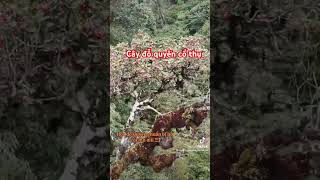 Cây đỗ quyên cổ thụ #duy #duy tây bắc