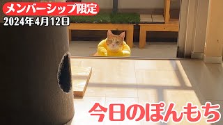 【特別公開】この動画は4月12日にメンバー限定で公開した動画です！ by ぽんもち日記 194 views 2 weeks ago 3 minutes, 36 seconds