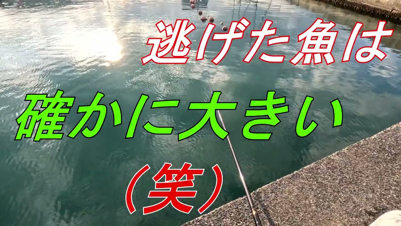 のべ竿でアジ釣り　のべ竿で今まで経験した事が無いアタリに　あっという間にハリスを切られてしまいました　夕まずめは　アジの入れ食い状態でした
