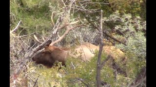 Amongst the Willows - Elk RUTFEST!