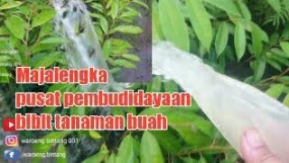 Bibit durian MUSANGKING  hasil okulasi unggul ukuran 60cm BONUS 1 PAK PUPUK