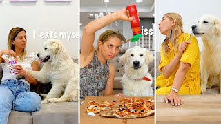 The Funniest Dog Reactions from My Golden Retriever by Happy Licious 746 views 2 years ago 3 minutes, 36 seconds