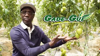 Gade Gui & Secteur Agricole : Création d'Emplois sur toute la chaine de valeur