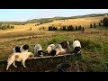 La stâna lui Ion a lu' Ștefănuc din Desești | 9 câini ciobănești | Maramureș - video 2019