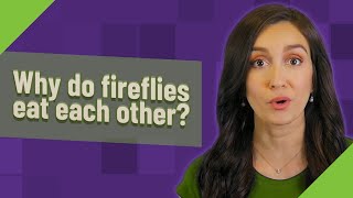 Why do fireflies eat each other?